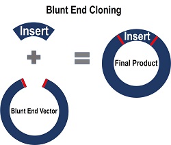 Blunt End Cloning