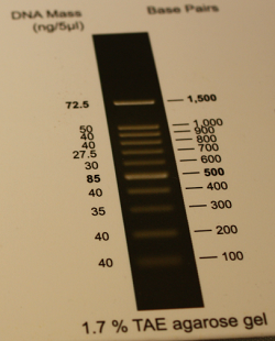 100bp DNA Ladder RTU (Rea