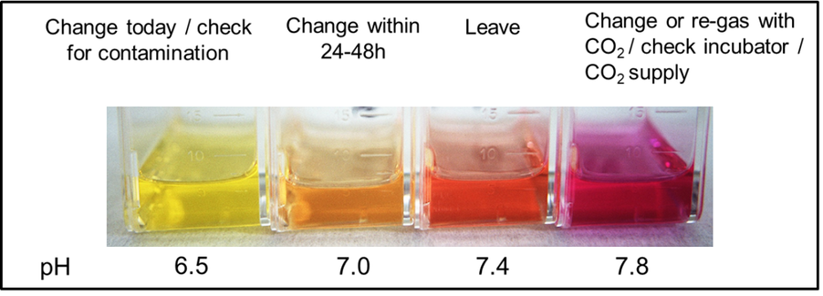 Figure 1 - color variations of pH from yellow, orange, red and magenta.