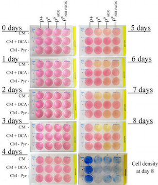 pink cell culture in well plates